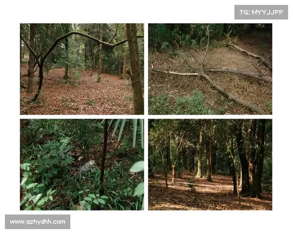 永歌森林之旅:与自然心灵对话,感悟生命深处的宁静与和谐 永歌森林之旅:与自然心灵对话,感悟生命深处的宁静与和谐